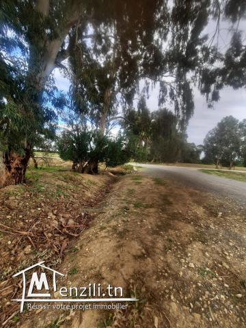 Ferma de 6 hectares a jdaida henna