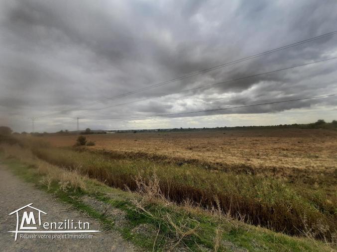 Ferma de 6 hectares a jdaida henna