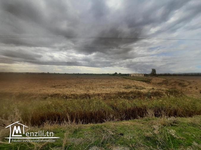 Ferma de 6 hectares a jdaida henna