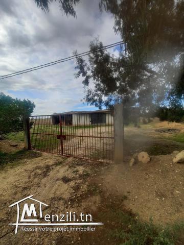 Ferma de 6 hectares a jdaida henna