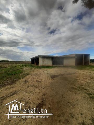 Ferma de 6 hectares a jdaida henna