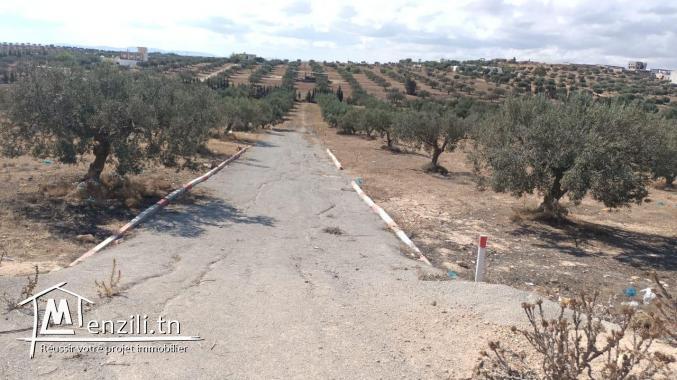 terrain à vendre 20.255.535