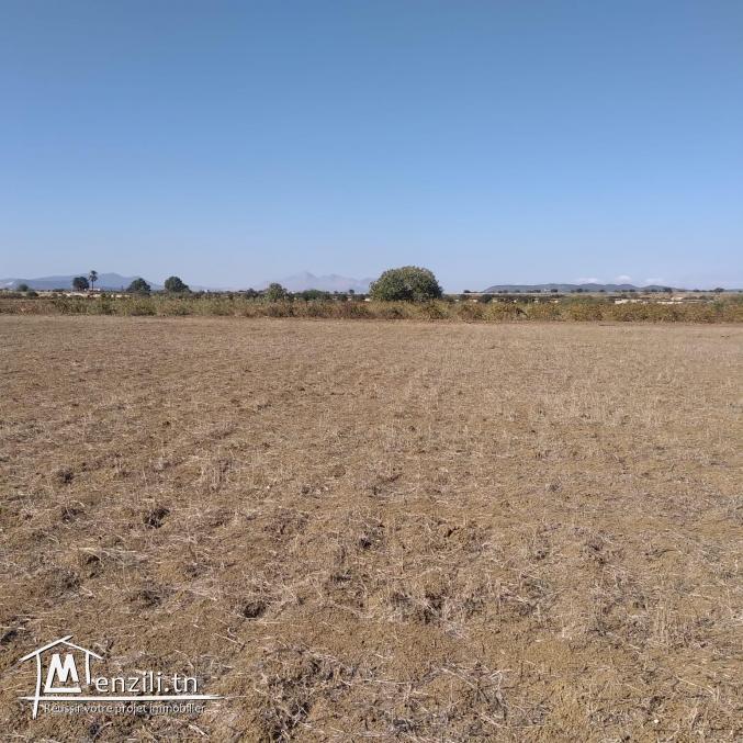 terrain à vendre 20.255.535