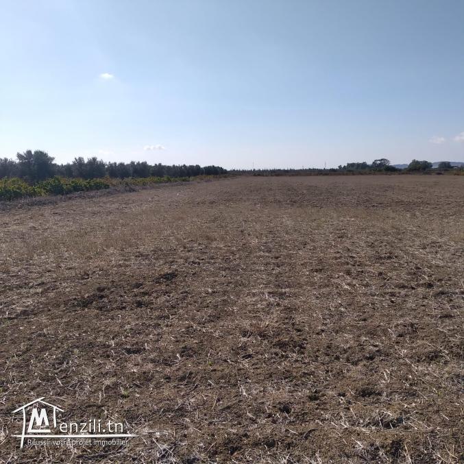 terrain à vendre 20.255.535