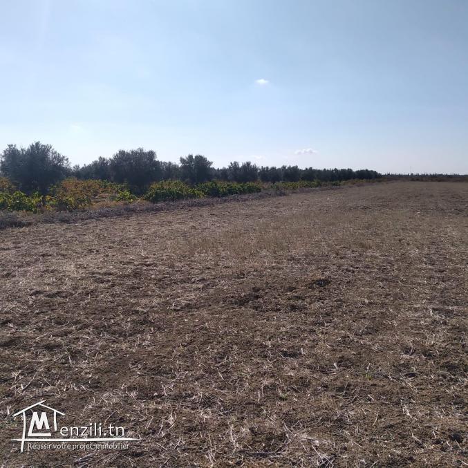 terrain à vendre 20.255.535