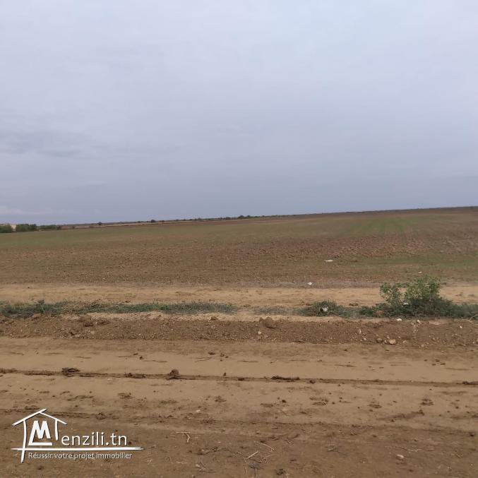 terrain à vendre 20.255.535