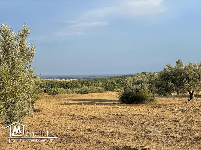 terrain à vendre 20.255.535