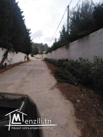 1000 م² بالحمامات الشمالية