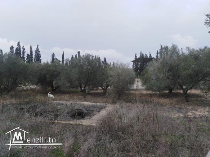 1000 م² بالحمامات الشمالية