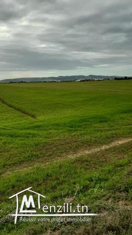 A vendre un terrain à Henchir Bou Hanech