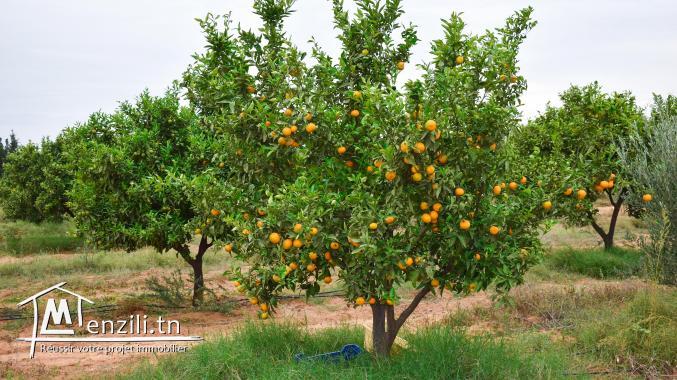 terrain à vendre 20.255.535