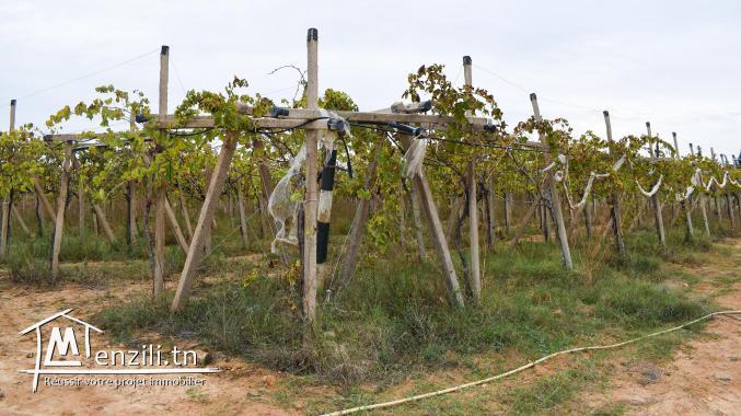 terrain à vendre 20.255.535