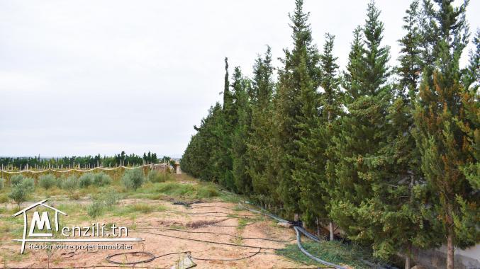 terrain à vendre 20.255.535