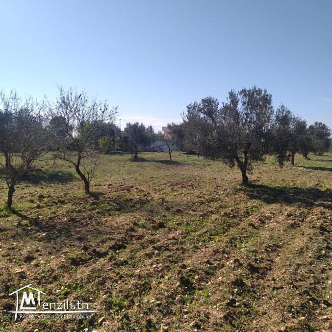 terrain à vendre 20.255.535