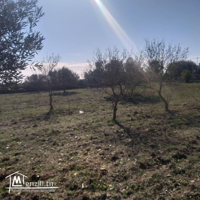 terrain à vendre 20.255.535