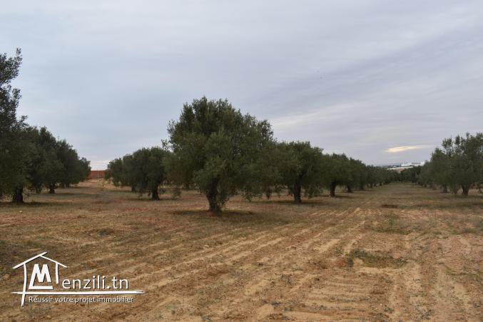 terrain à vendre 20.255.535