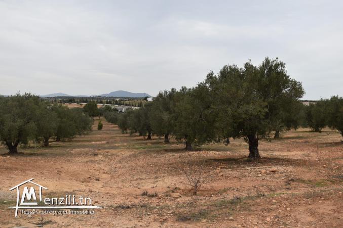 terrain à vendre 20.255.535