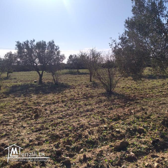 terrain à vendre 20.255.535