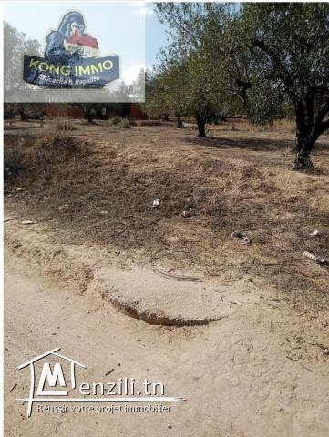 des lots terrains viabilisée a vendre de hammamet nord