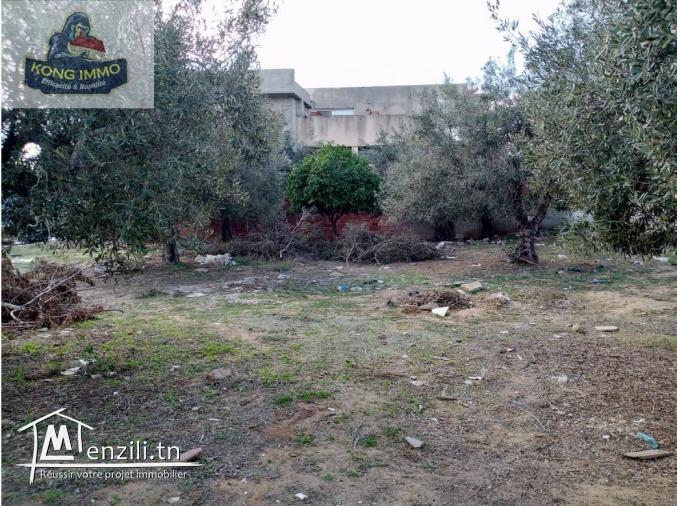 des lots terrains viabilisée a vendre de hammamet nord