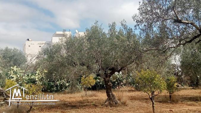 terrain a barak sahel