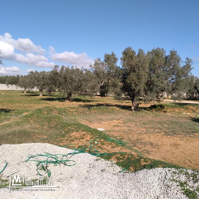 terrain à vendre 20.255.535