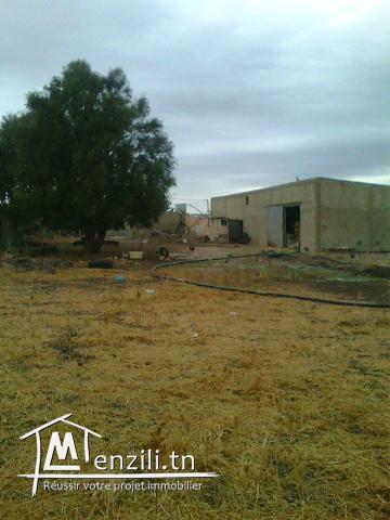 مزرعة للبيع