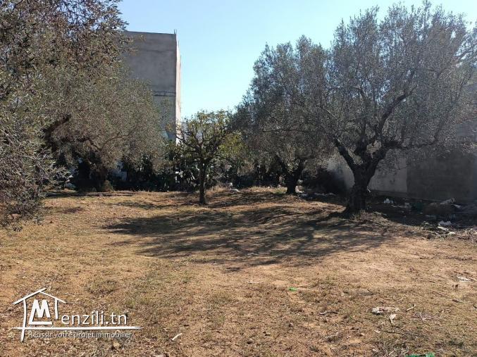 terrain à vendre 20.255.535