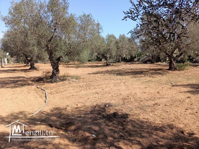 terrain à vendre 20.255.535