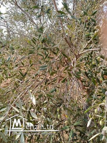 Terrain agricole est sur la route principale