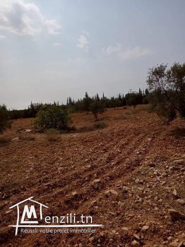 Terrain agricole est sur la route principale