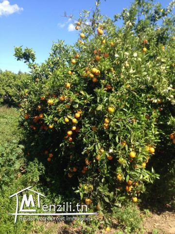 A Vendre Ferme de 6 Hectares à Soliman