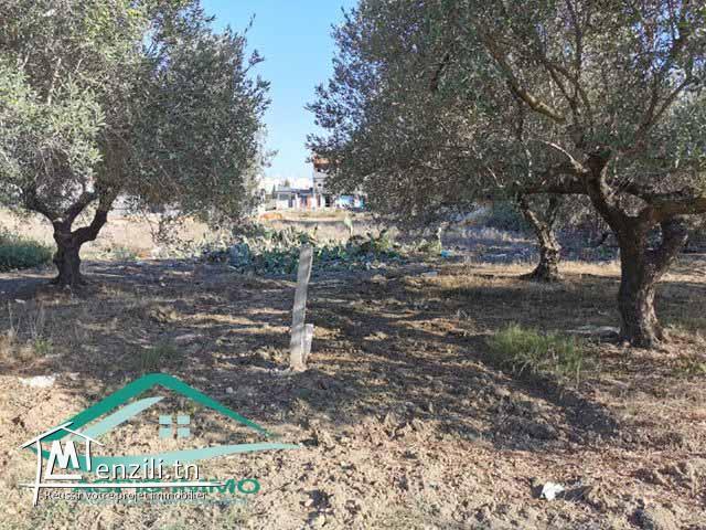 VT684:Terrain commercial 13500 m² à kelibia