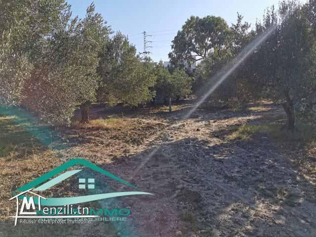 VT684:Terrain commercial 13500 m² à kelibia