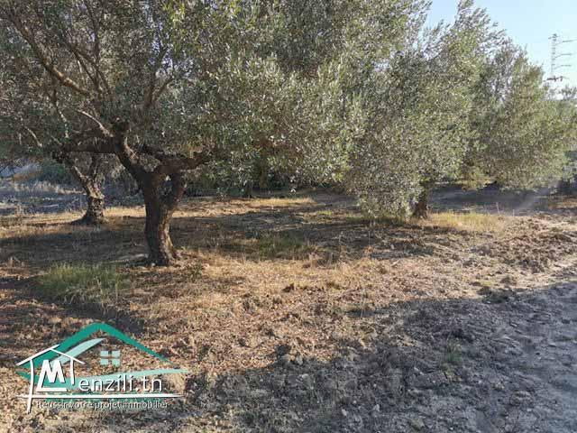 VT684:Terrain commercial 13500 m² à kelibia