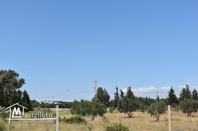 terrain à vendre 20.255.535