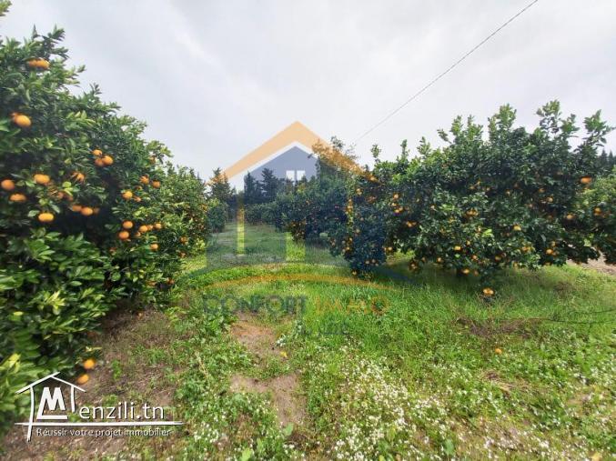 ferma à Azib Bizerte