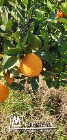 ferma à Azib Bizerte