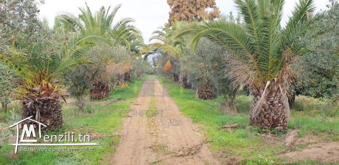 ferma à Azib Bizerte