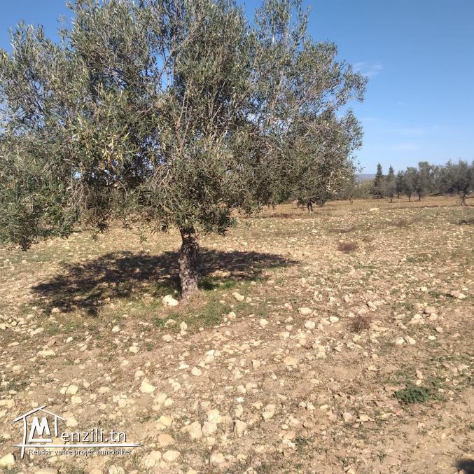 terrain  à vendre 20.255.535