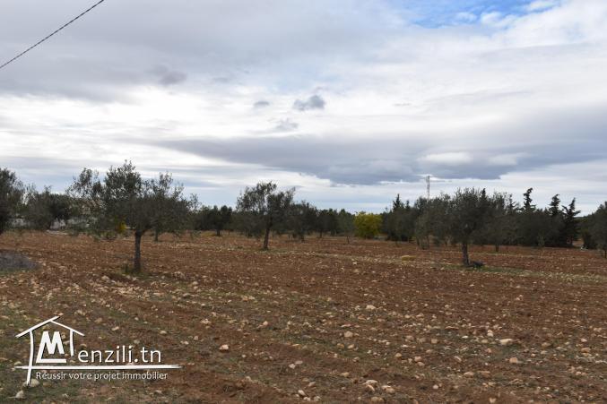 terrain  à vendre 20.255.535