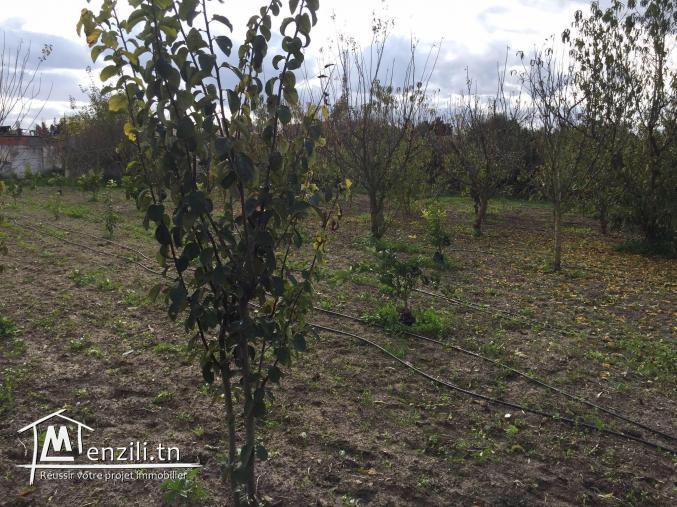 سانية للبيع بمنزل بوزلفة