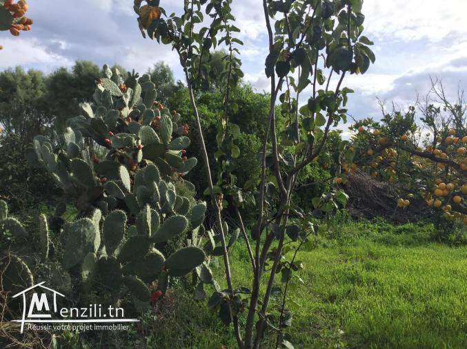 سانية للبيع بمنزل بوزلفة