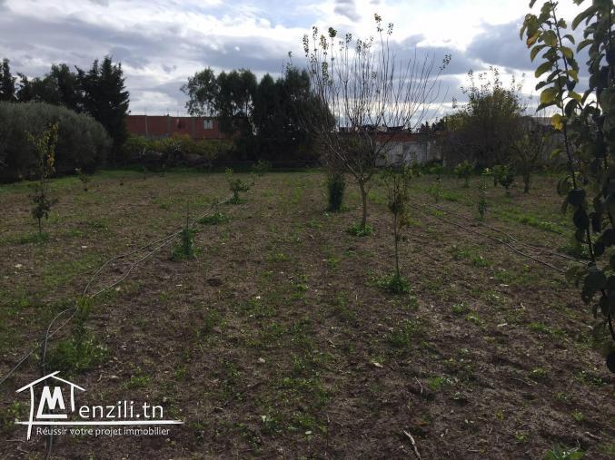 سانية للبيع بمنزل بوزلفة