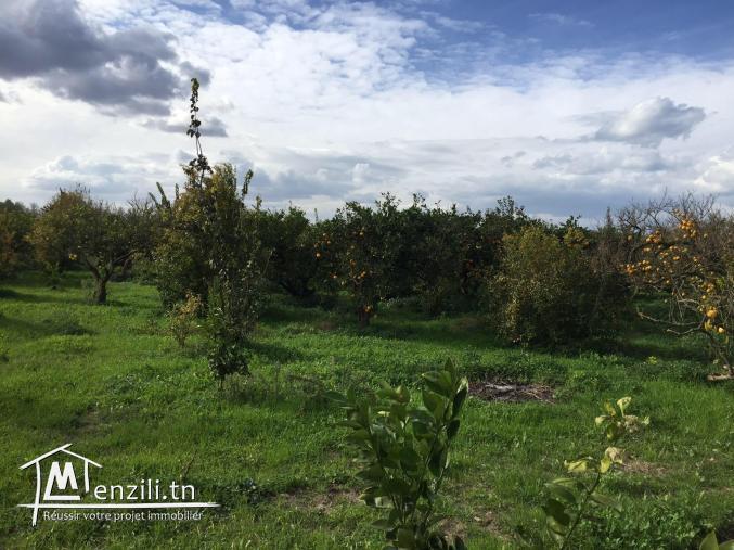 سانية للبيع بمنزل بوزلفة