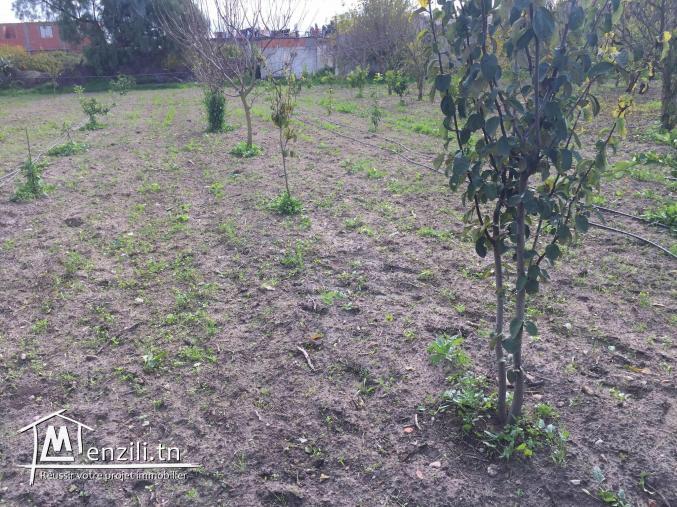 سانية للبيع بمنزل بوزلفة