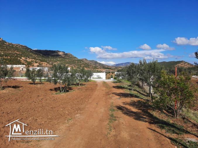 Une belle villa sur 6000m² de haut standing à compagne Hammamet.