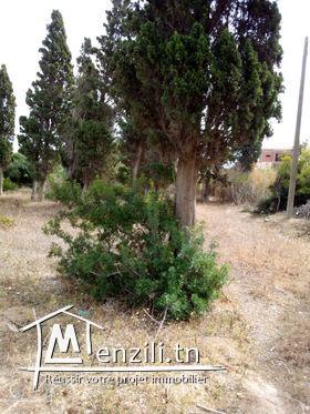 joli terrain a corniche