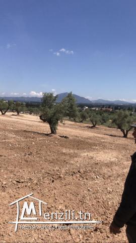 Terrain à vendre khlidia