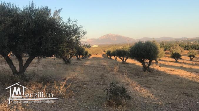 Terrain à vendre khlidia